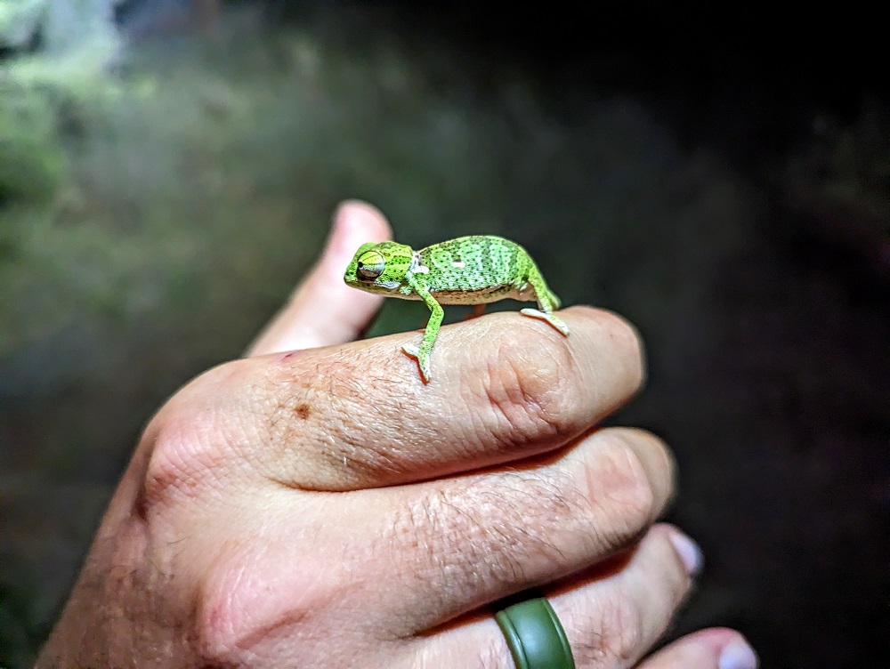 Kruger National Park - Baby chameleon