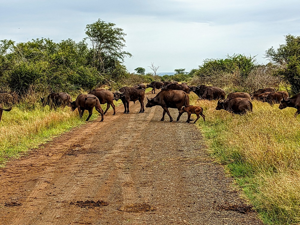 Kruger National Park - Buffalo crossing