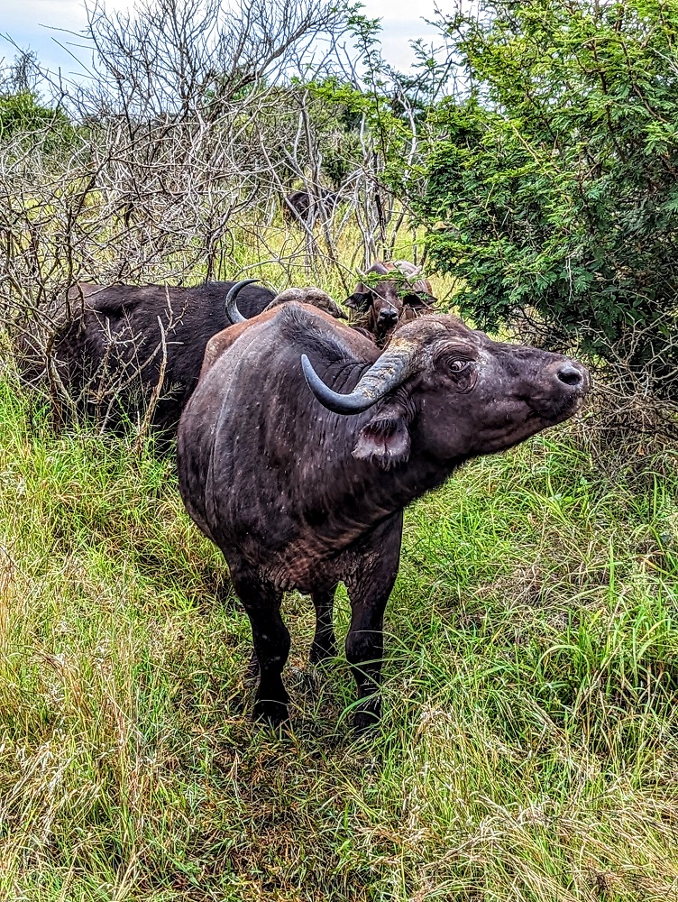 Kruger National Park - Buffalo giving me side-eye