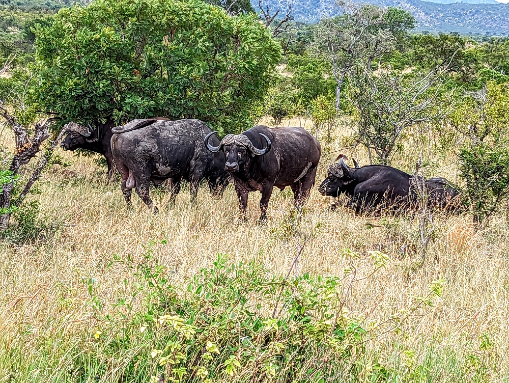 Kruger National Park - Buffalo