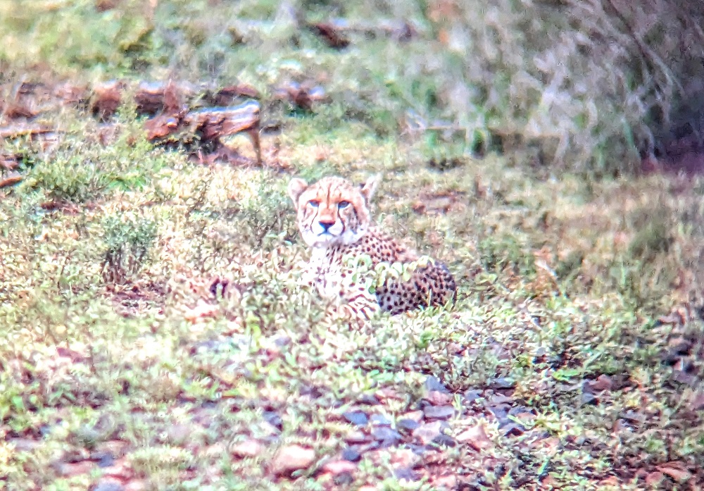 Kruger National Park - Cheetah taken through binoculars