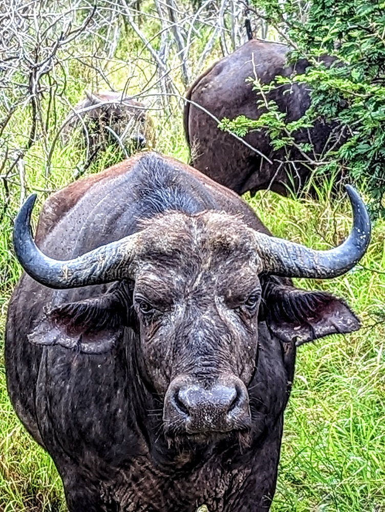 Kruger National Park - Cross-looking buffalo