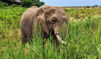 Kruger National Park - Elephant 1