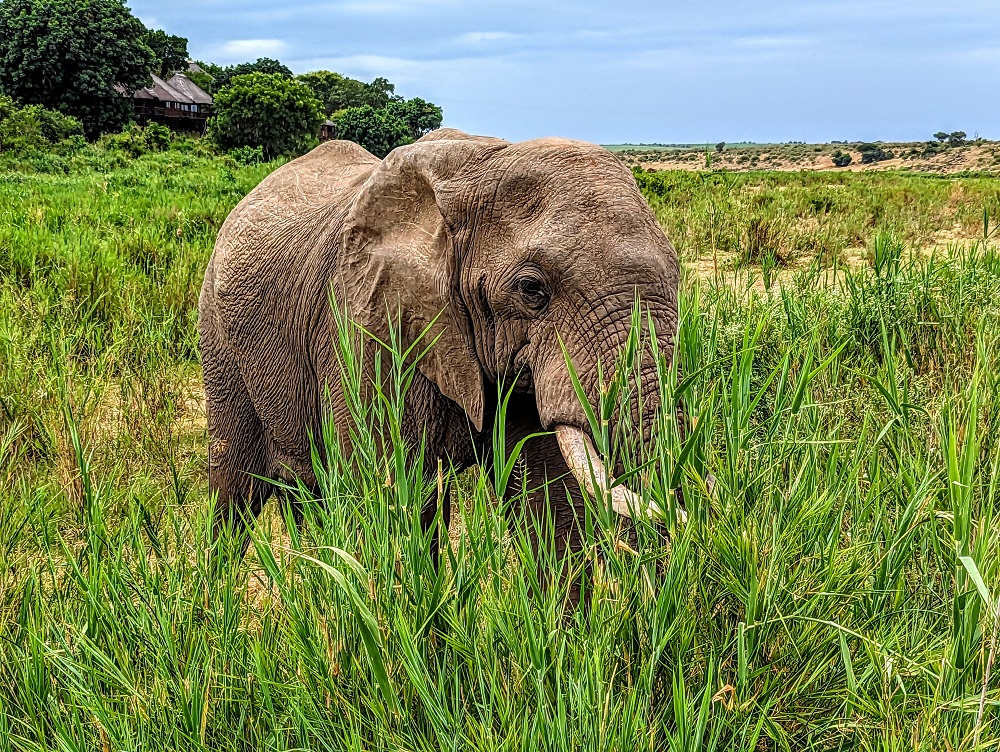 Kruger National Park - Elephant 1