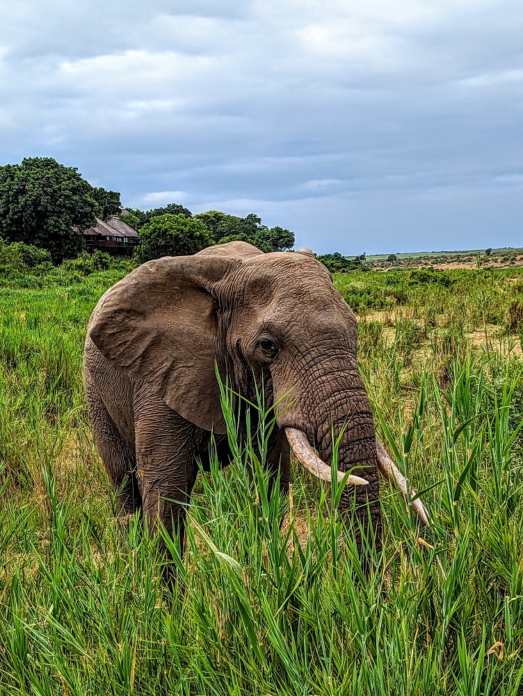 Kruger National Park - Elephant 2