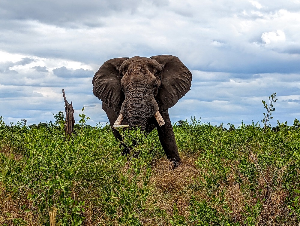 Kruger National Park - Elephant 3