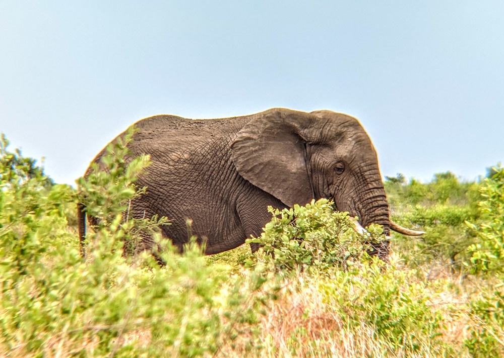 Kruger National Park - Elephant through binoculars 2