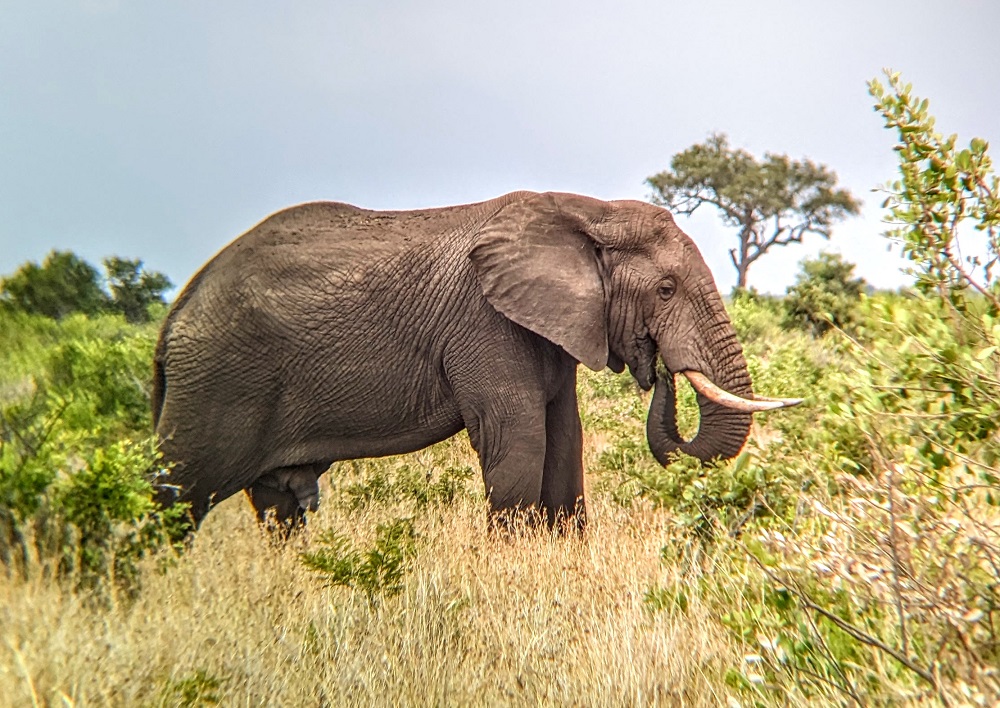 Kruger National Park - Elephant through binoculars