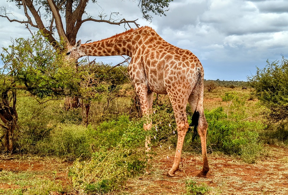 Kruger National Park - Giraffe 1