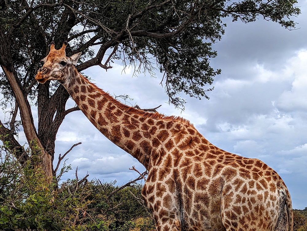 Kruger National Park - Giraffe 2