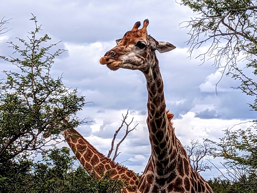 Kruger National Park - Giraffe 3