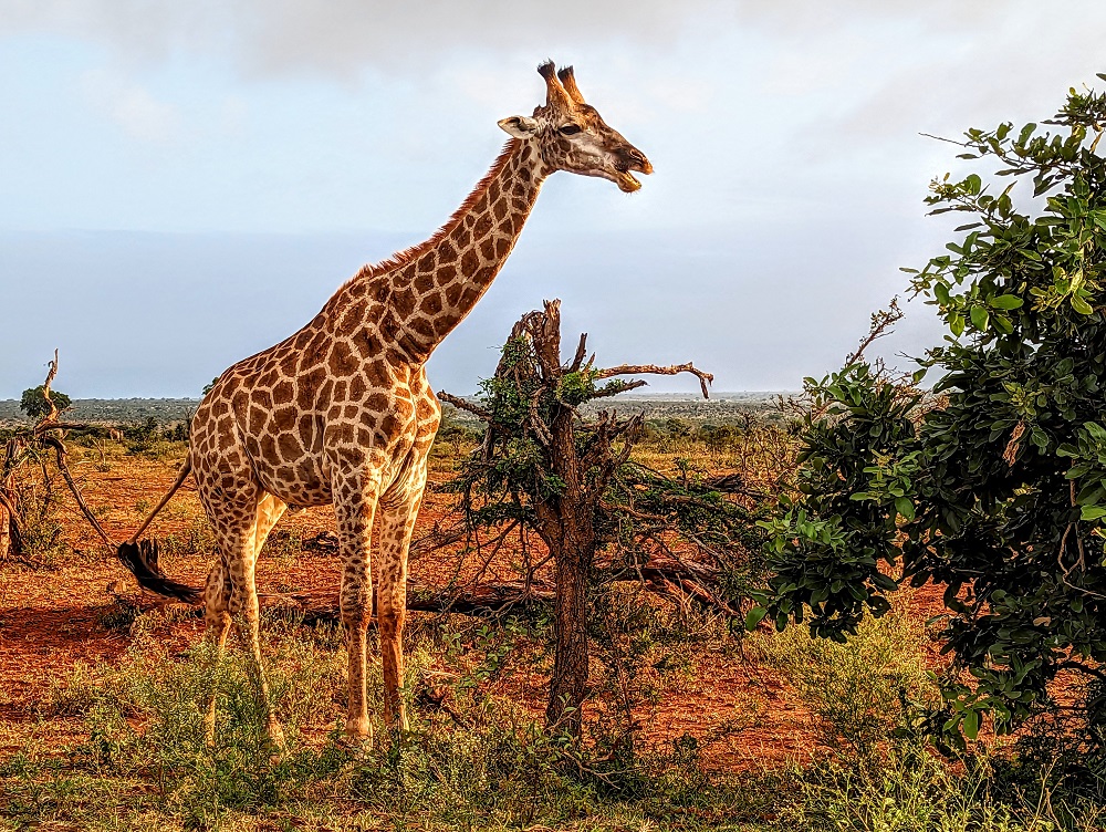 Kruger National Park - Giraffe 4