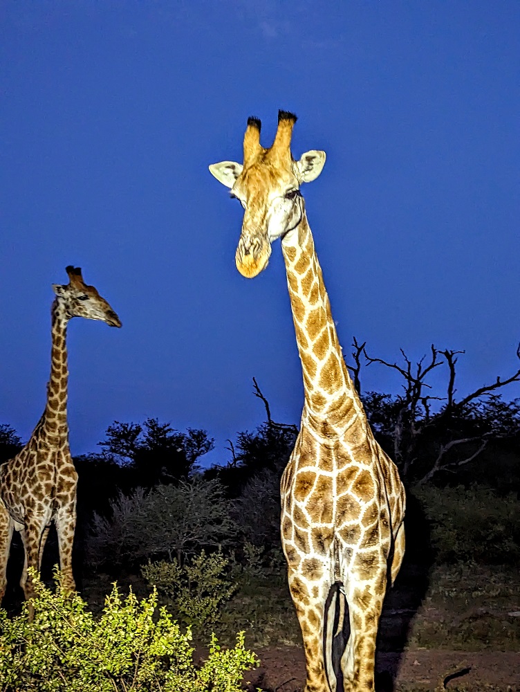 Kruger National Park - Giraffe 5
