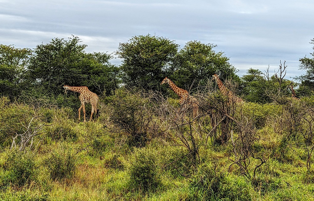Kruger National Park - Giraffe 6