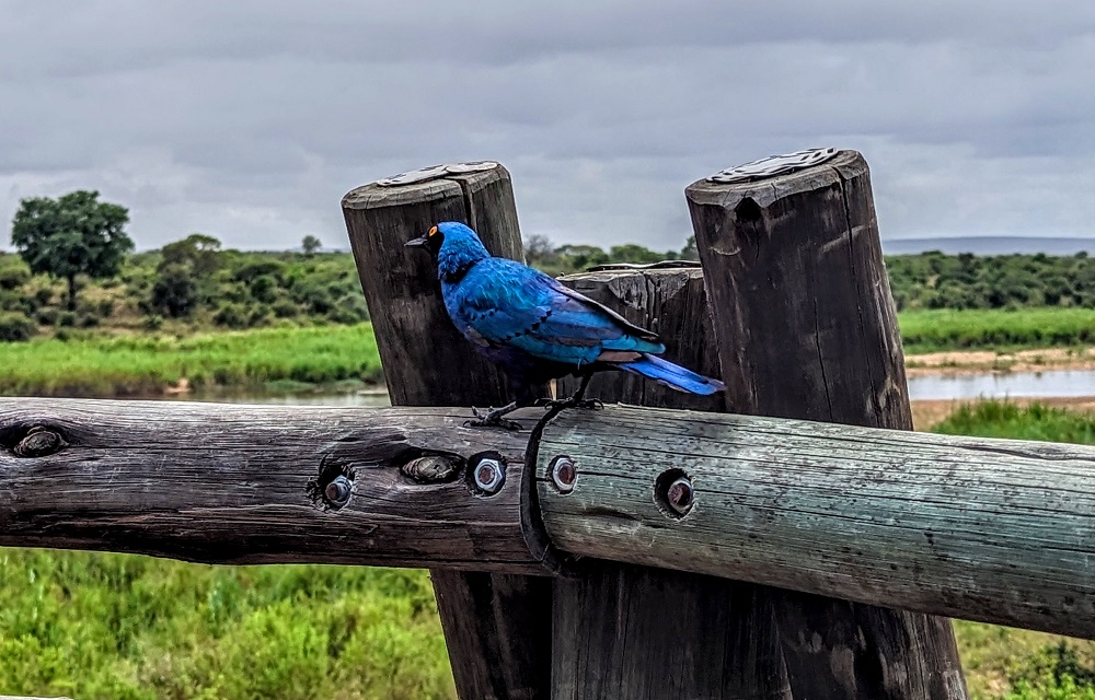Kruger National Park - Greater blue-eared starling