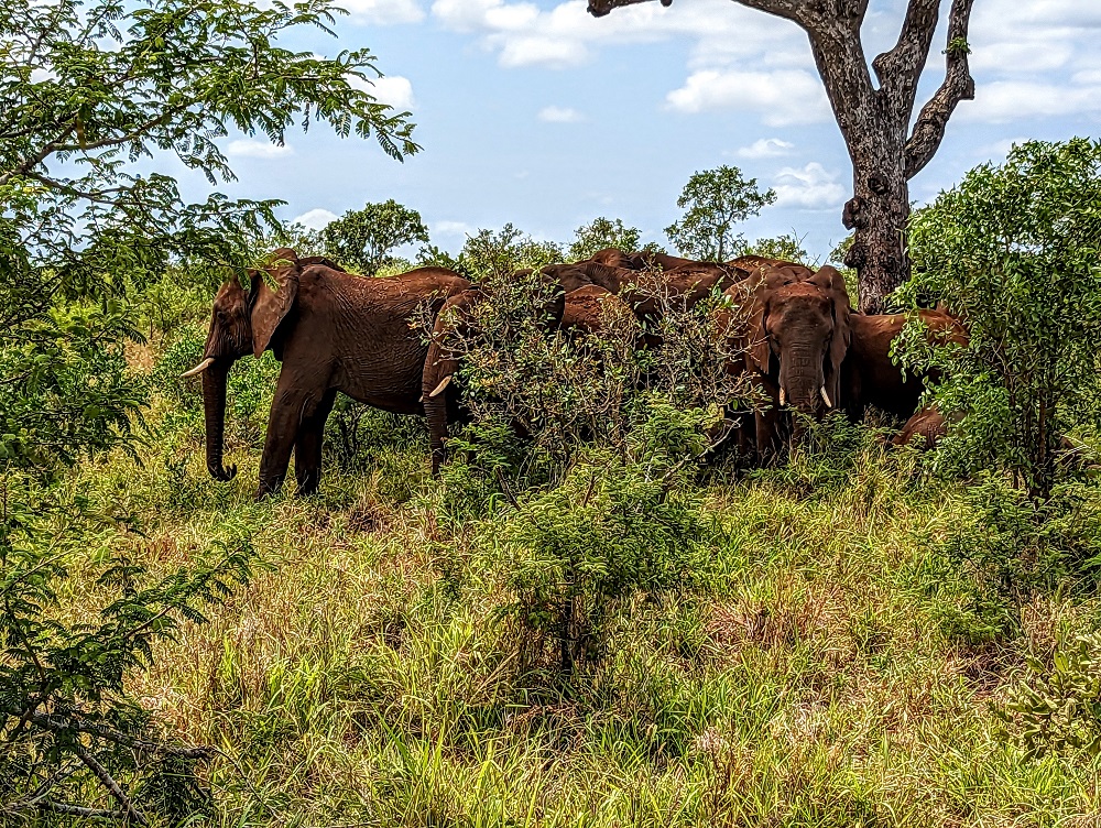 Kruger National Park - Herd of elephants