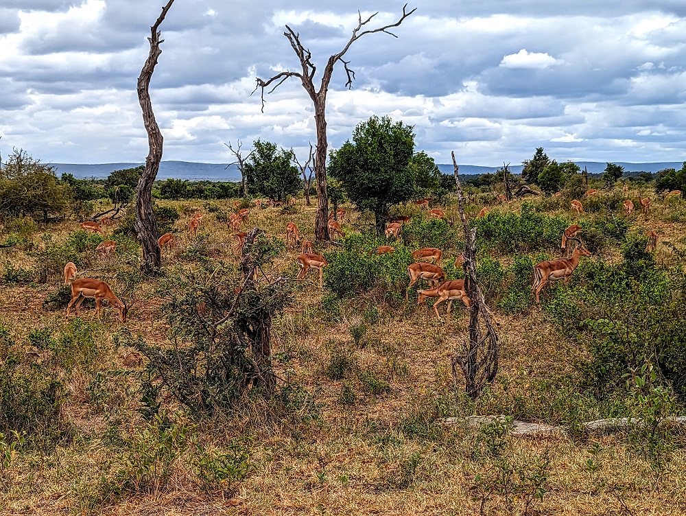 Kruger National Park - Herd of impala