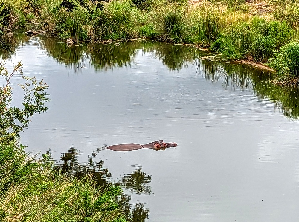 Kruger National Park - Hippopotamus