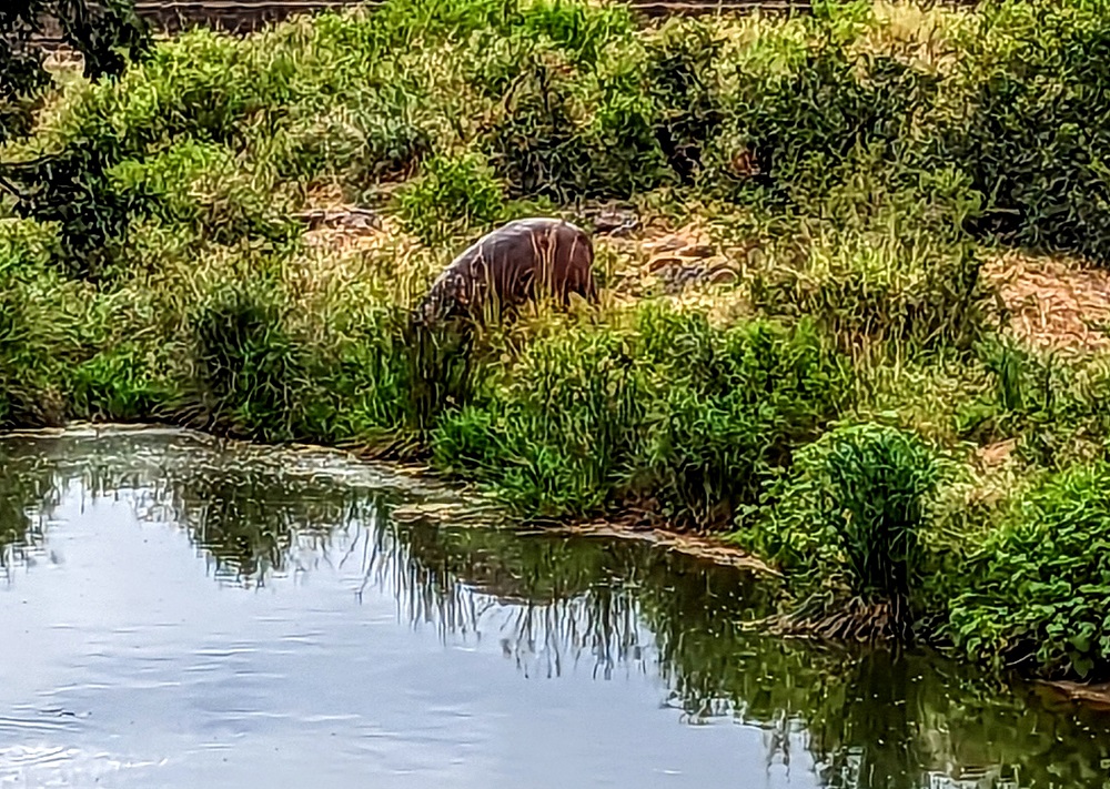 Kruger National Park - Hippopotamus 2
