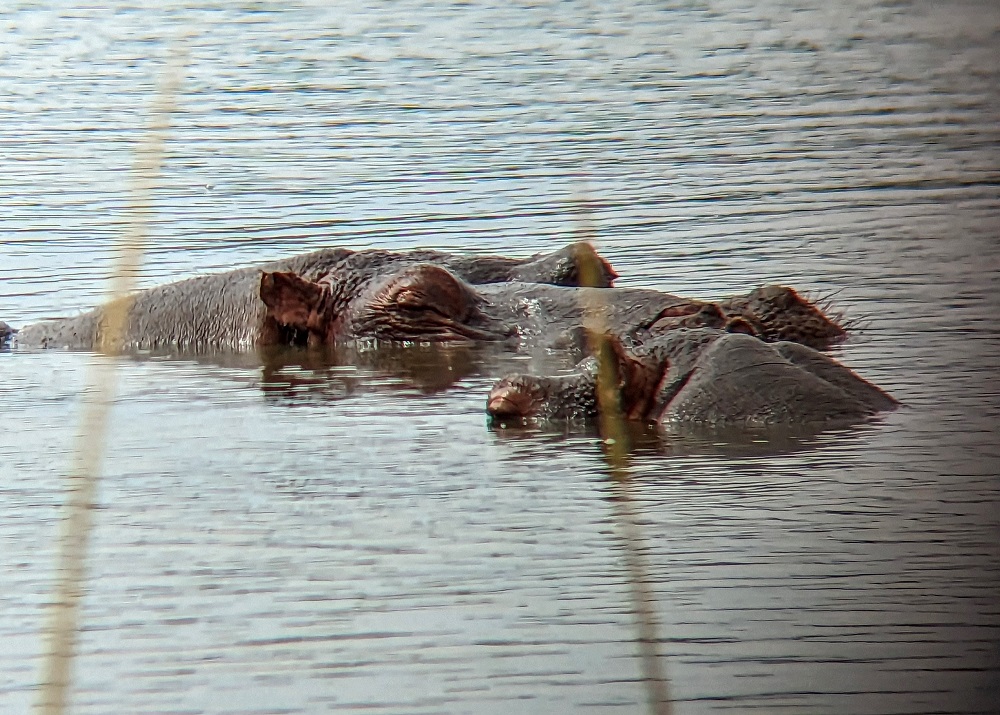 Kruger National Park - Hippopotamus through binoculars 2