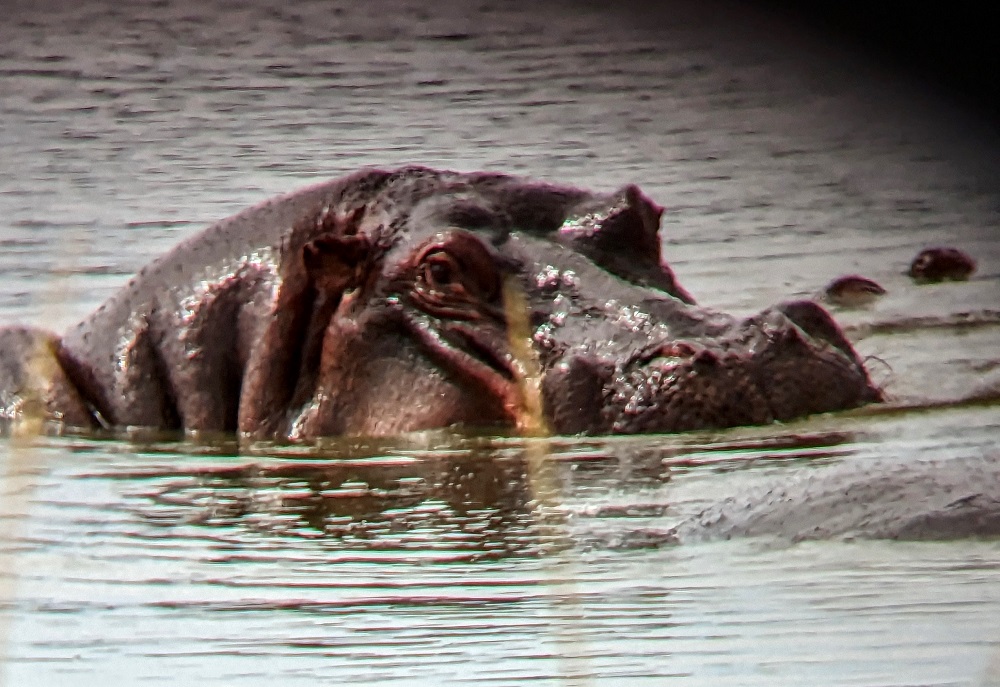 Kruger National Park - Hippopotamus through binoculars