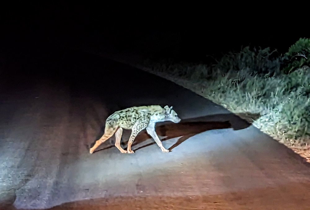 Kruger National Park - Hyena