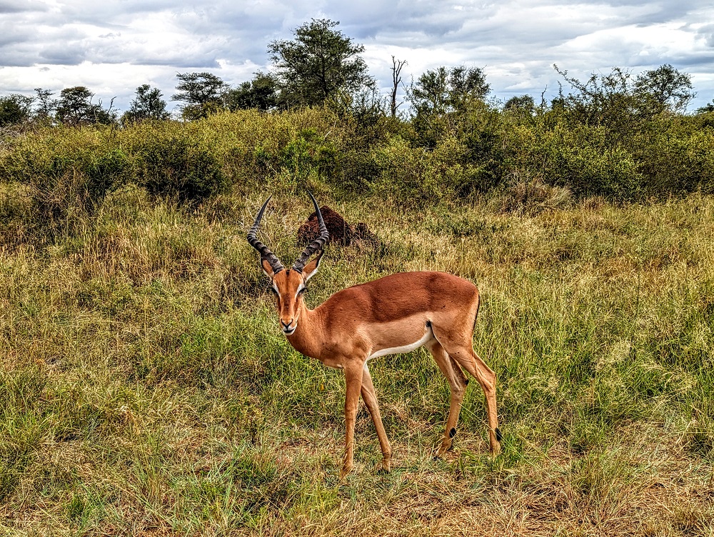 Kruger National Park - Impala 2
