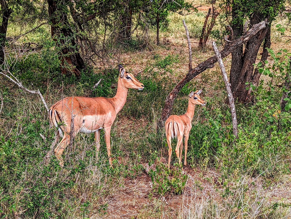 Kruger National Park - Impala
