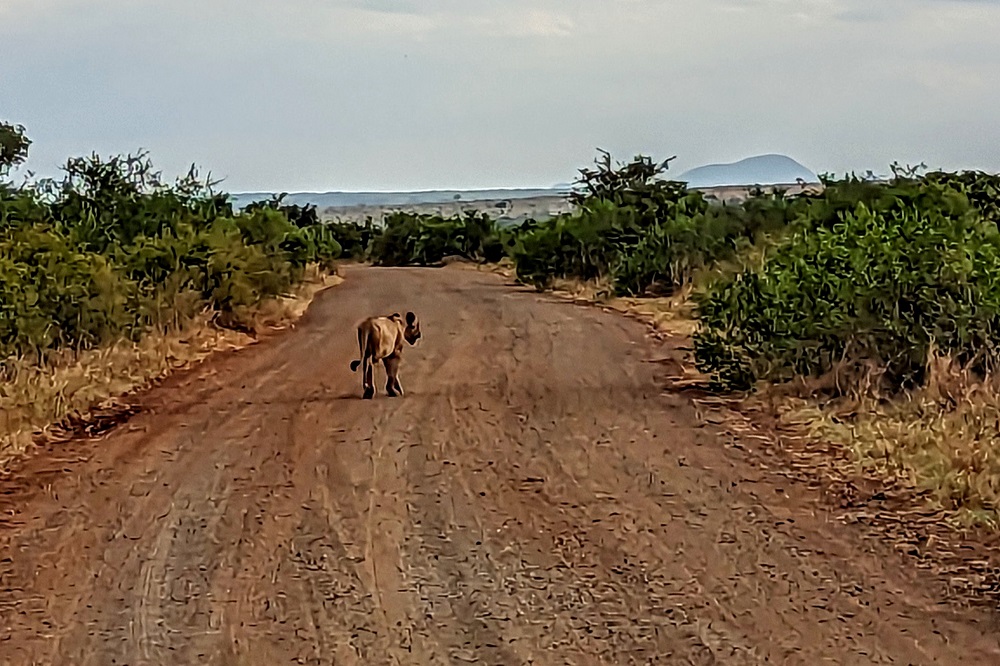 Kruger National Park - Lion 1