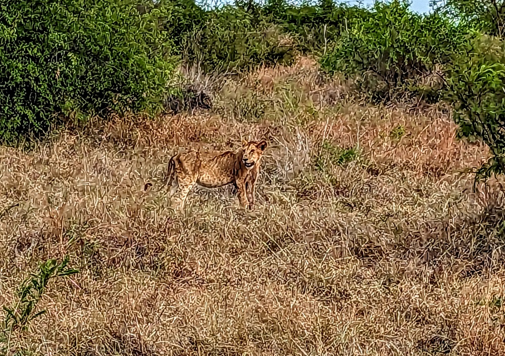 Kruger National Park - Lion