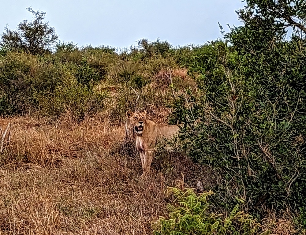 Kruger National Park - Lion