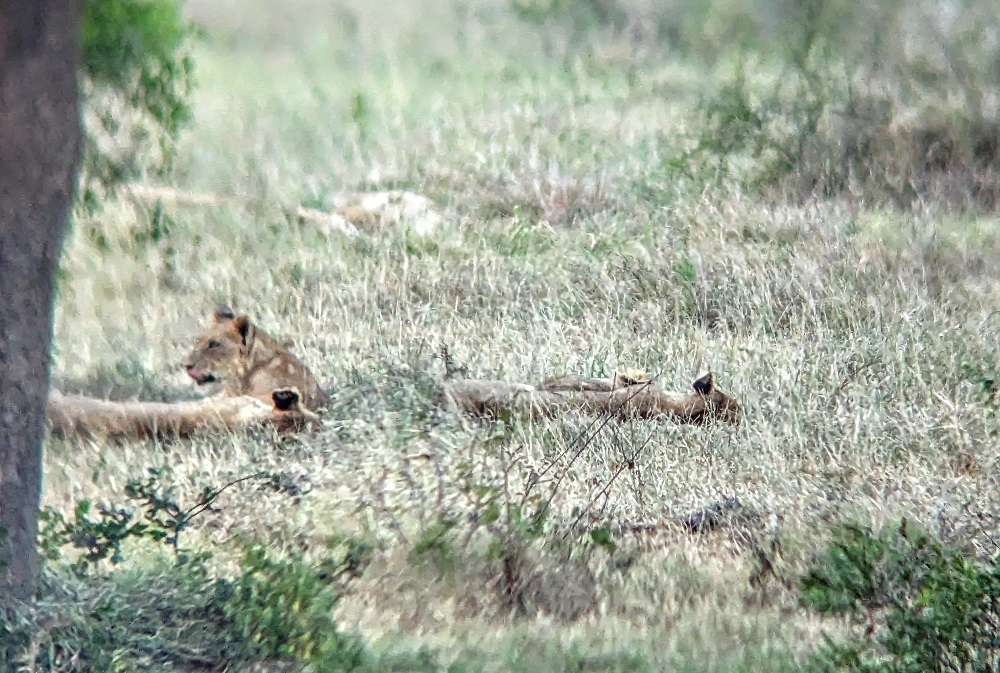 Kruger National Park - Lions through binoculars 2