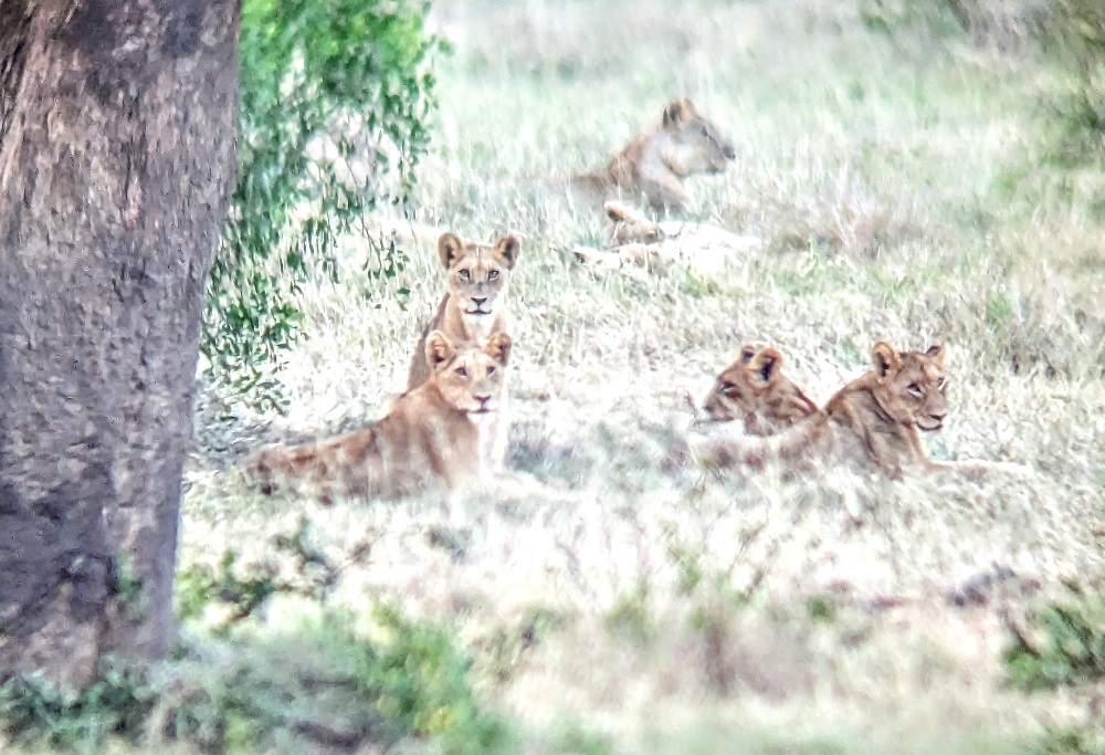 Kruger National Park - Lions through binoculars