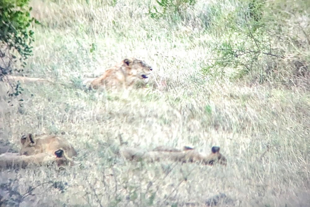 Kruger National Park - Lions through binoculars