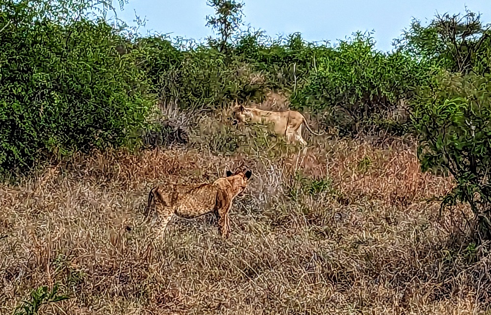 Kruger National Park - Lions