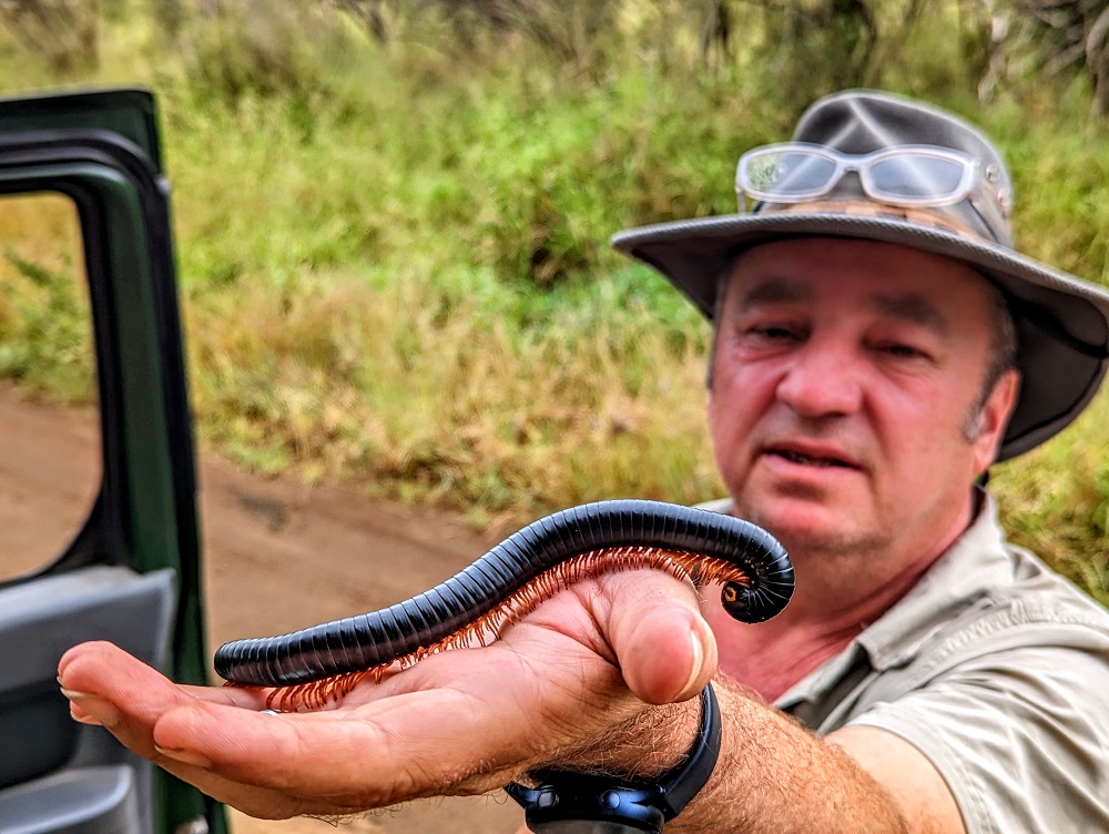 Kruger National Park - Millipede