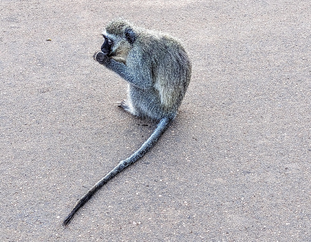 Kruger National Park - Monkey