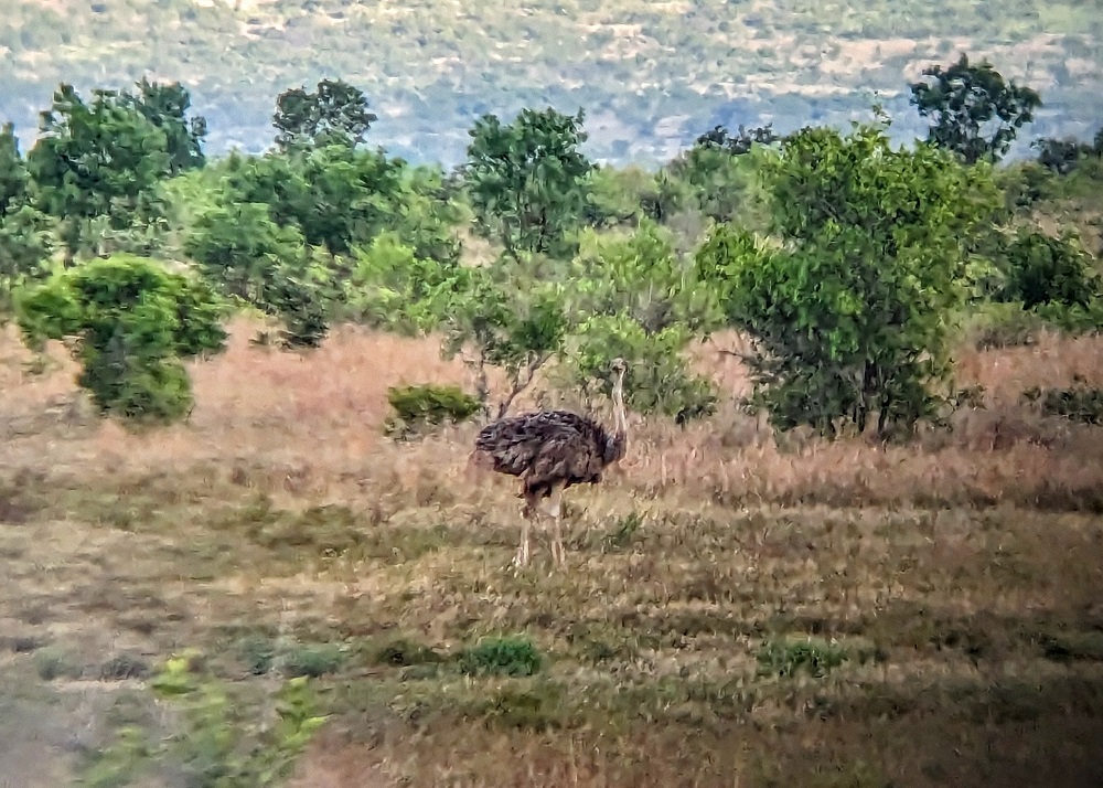 Kruger National Park - Ostrich through binoculars