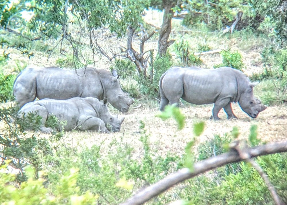 Kruger National Park - Rhinoceroses through binoculars