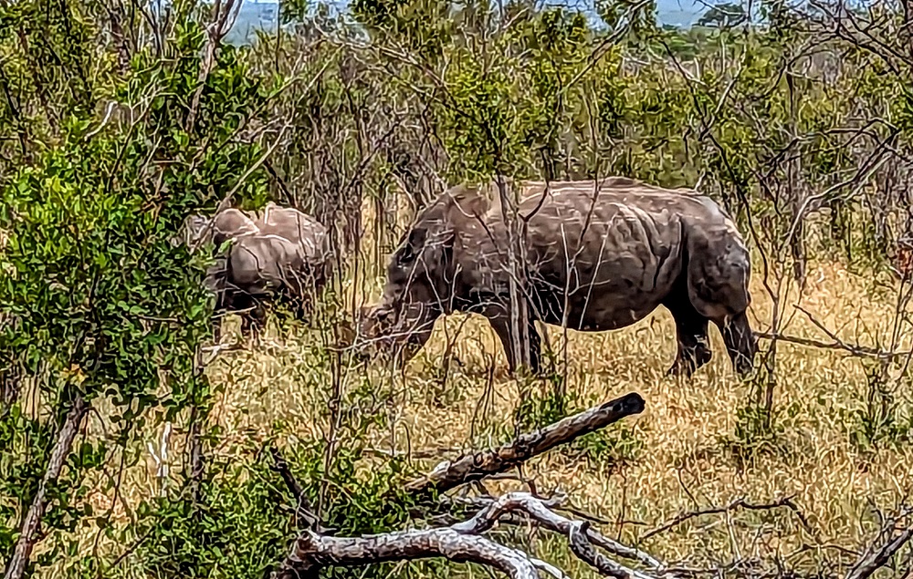 Kruger National Park - Rhinoceroses