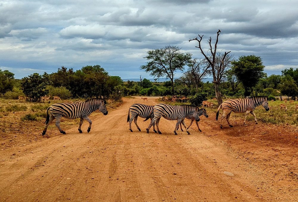 Kruger National Park - Zebra crossing