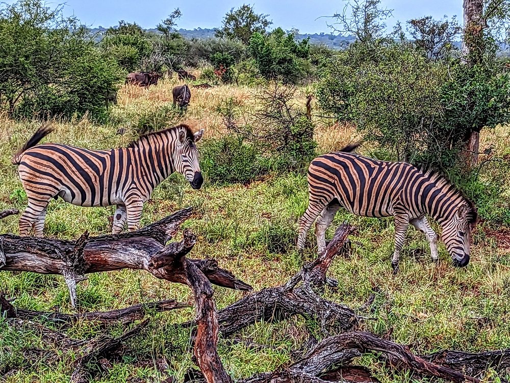 Kruger National Park - Zebras 2