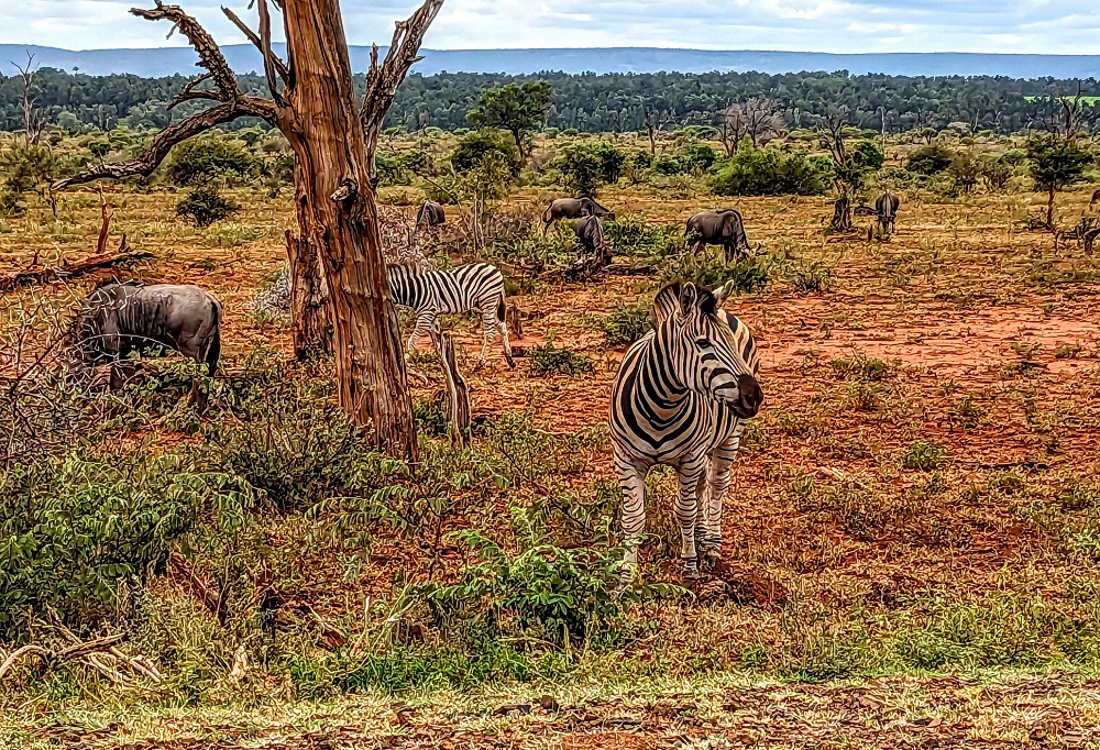 Kruger National Park - Zebras