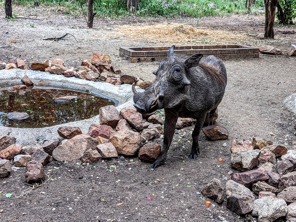 Adult warthog