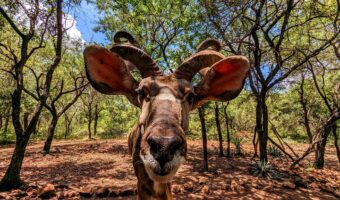 Close-up kudu