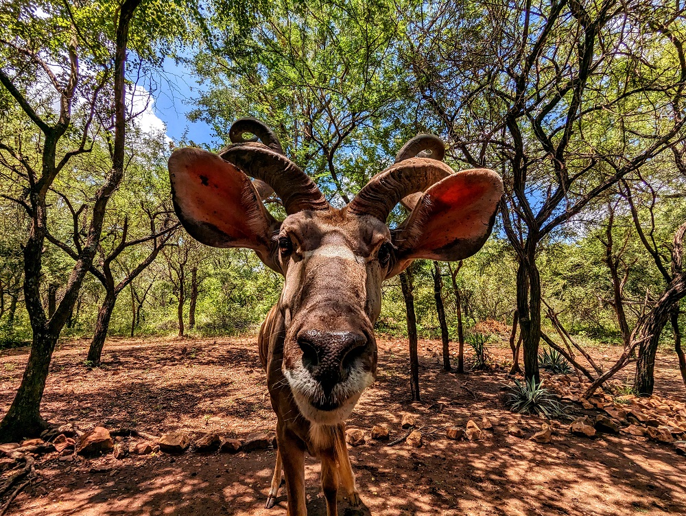 Close-up kudu