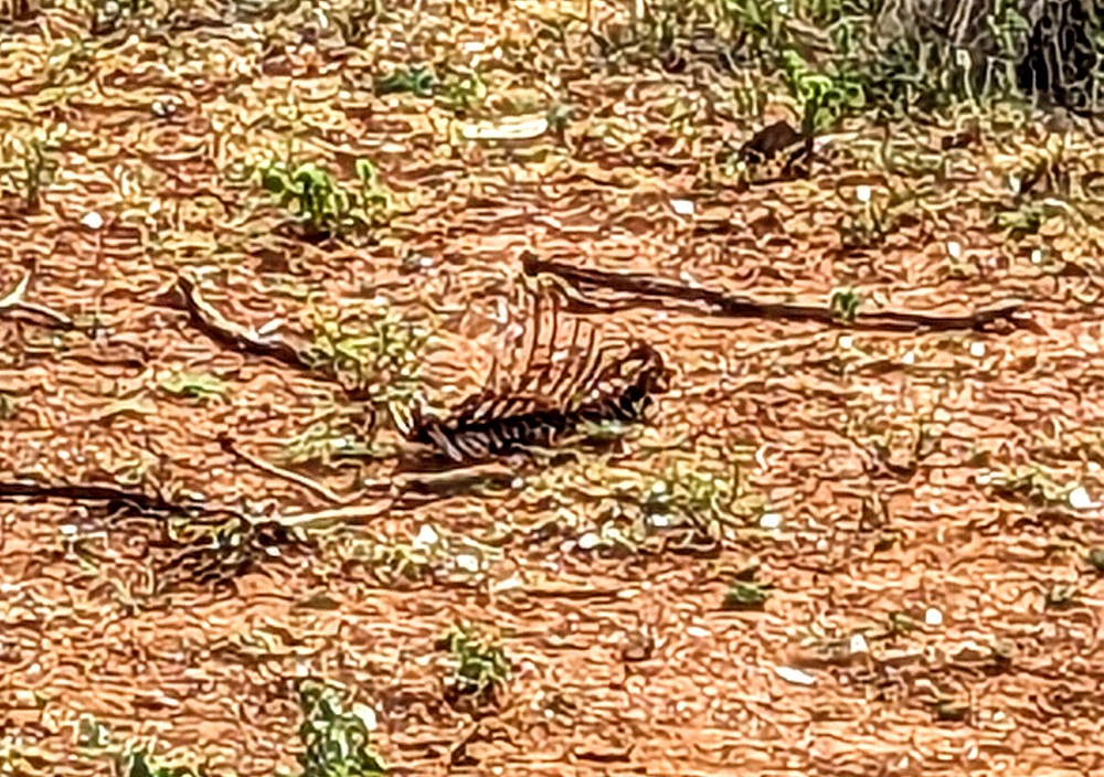 Kruger National Park - Warthog rib skeleton