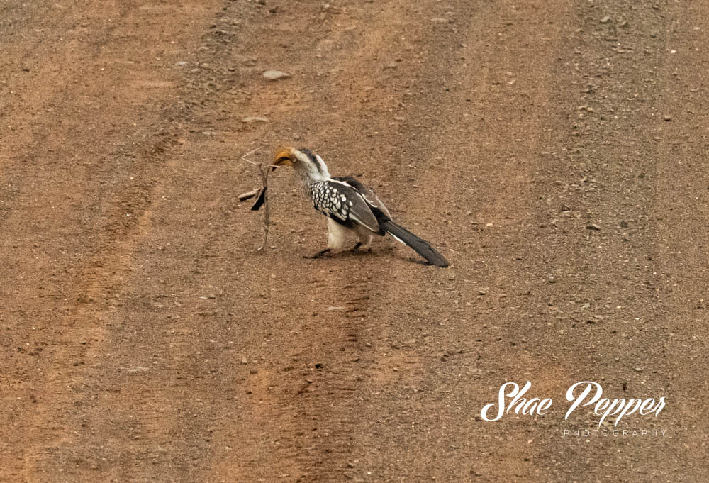 Kruger National Park Wildlife - African Red-Billed Hornbill eating a stick insect