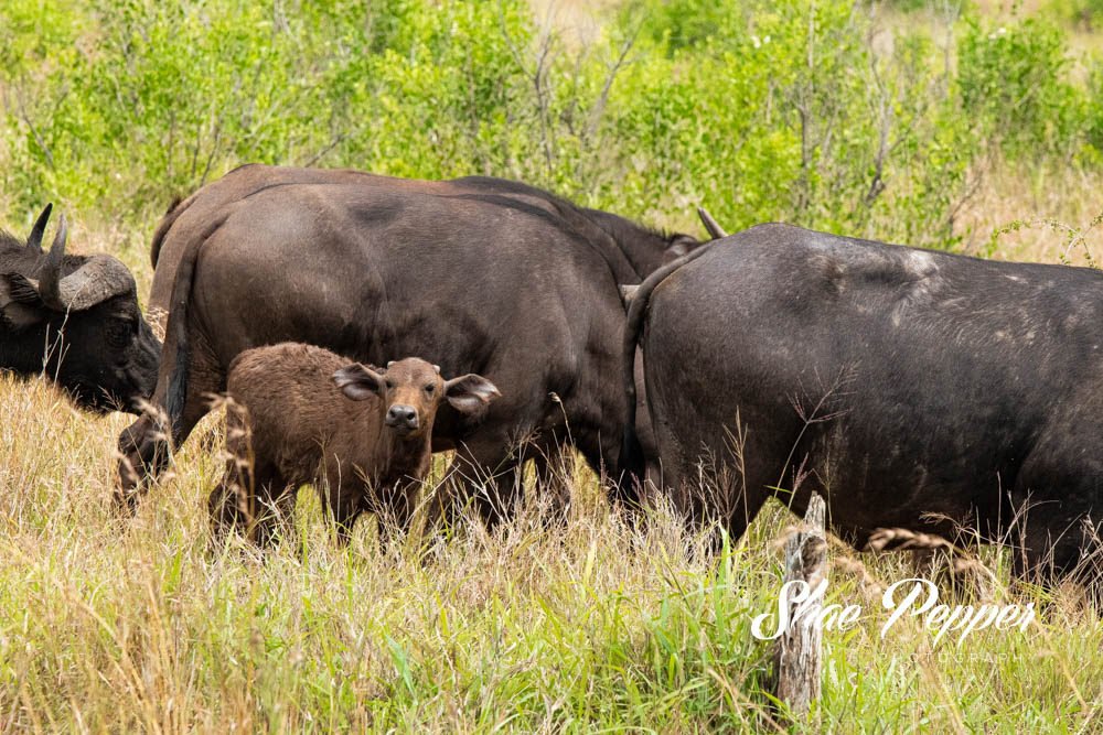 Kruger National Park Wildlife - Baby buffalo 3