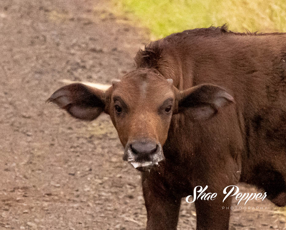 Kruger National Park Wildlife - Baby buffalo with a milk mustache